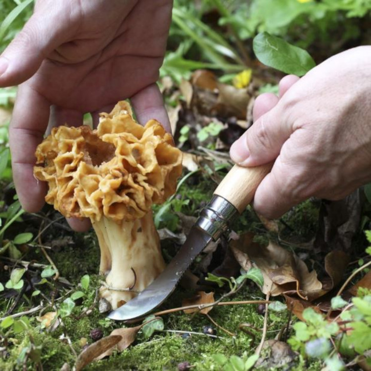 Opinel No 8 Mushroom Knife - Image 3